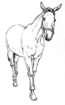 Skizze vom Pferd (4) — 15x21cm Tinte auf Papier 2010
